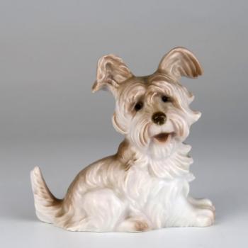 Terrier Terrier