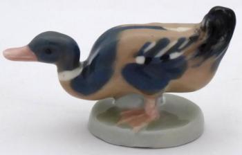 Small duck - Dubi near Teplice  Small duck - Dubi near Teplice