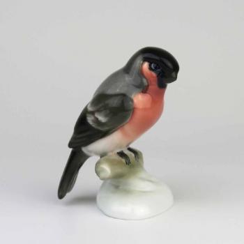 Eurasian bullfinch Eurasian bullfinch